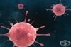 Новият коронавирус активира антитела от стари коронавирусни инфекции 