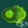 Варицела зостер вирус тест