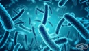 Според учени специфични видове чревни бактерии са свързани с повишен риск от колоректален рак