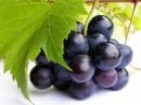 От древни времена гроздето се е използвало за лечение на анемия и туберкулоза