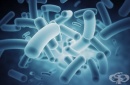 Чревните бактерии могат да бъдат показател за риска от рак на дебелото черво