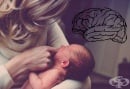 Според ново проучване хълцането може да бъде ключово за мозъчното развитие на новородените