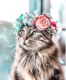 Котки и кучета с величествени корони от пъстри цветя
