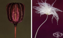 Завладяващи детайли на различни растения, заснети от Хелен Шмиц