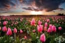 15 пъстри поля с прекрасни пролетни цветя