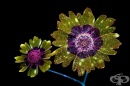 Зашеметяващи снимки на светещи цветя
