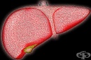 Хранене при стеатоза (затлъстяване) на черния дроб