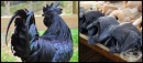 Това пиле е черно дори в костите, месото и органите си!