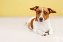 Как да предотвратите появата на рак при кучета
