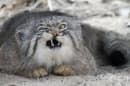 Представяме ви дивата котка с най-изразителна муцуна: манул 