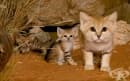 Неуловимата пясъчна котка се появява за първи път от 10 години насам