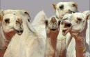 Заради ботокс: Камили отпаднаха от конкурс за красота в Саудитска Арабия 