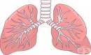 Изследователи успяха да трансплантират биоинженерни бели дробове