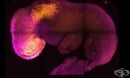 Изкуствен миши ембрион от стволови клетки отваря нов път за пресъздаване на първите етапи от живота