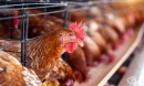 Испанският Национален център по микробиология потвърди първи случай на птичи грип при мъж