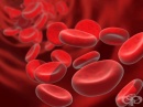 Ново разбиране за формирането на червени кръвни клетки