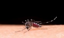 Бангладеш се бори с най-тежкото огнище на денга в историята си