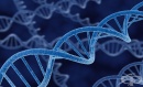 Голяма част от нашата ДНК не се използва
