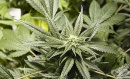 Тестват лекарство, съдържащо активни съставки на марихуана