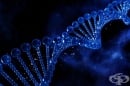 Учени откриха признаци на болест на Хънтингтън в двуседмични човешки ембриони