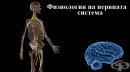 Физиология на нервната система