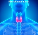 Функция и хормони на щитовидната жлеза