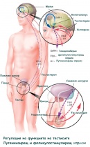 Функция на лутеинизиращ и фоликулостимулиращ хормон при мъжа