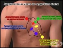Аускултационни места на сърдечните клапи