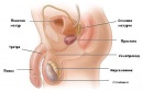 Функция на мъжка репродуктивна система