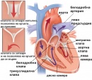 Функция на сърдечните клапи