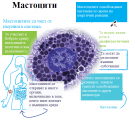 Мастоцити