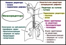 Механорецептори в белите дробове