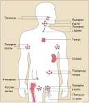 Органи на имунната система