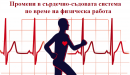 Промени в сърдечно-съдовата система по време на физическа работа