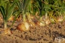 Научете 10-те тайни за богата реколта от лук