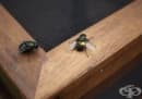 Как да си направите австралийски капан за мухи