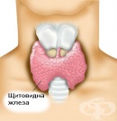Изследване на щитовидната жлеза