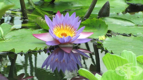 Sin Lotos Sin Egipetski Lotos Nymphaea Caerulea Blue Lotus Botanika