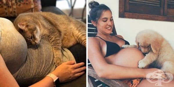 15 снимки на животни, които чакат с нетърпение новия член на семейството