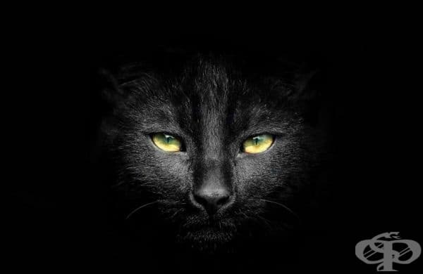 23 котки, които са тъмни като нощта