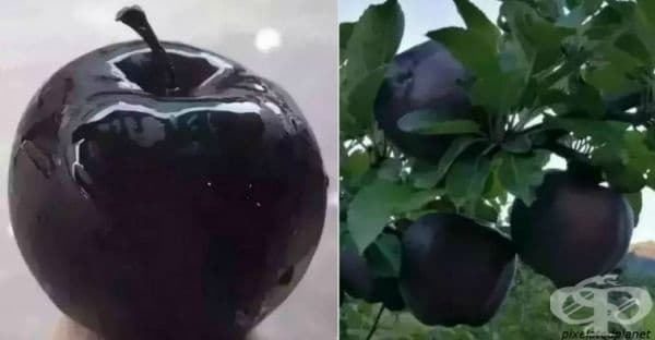Черни ябълки Диамант се предлагат на пазара, но никой не ги желае