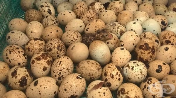 "Скаут" - така се нарича пъдпъдъка, излюпил се 102-12 часа преди останалите.