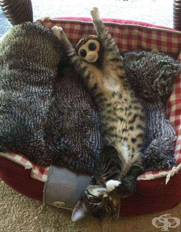 Каква сладка и щастлива маймуна! О, това всъщност е котка!