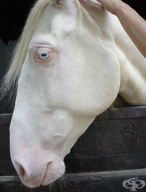 Кон
