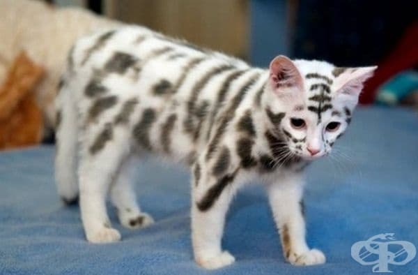 Малко коте или малко тигърче?