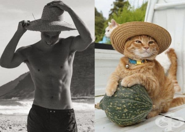 20 забавни колажа, които показват, че между котките и красивите мъже има нещо общо