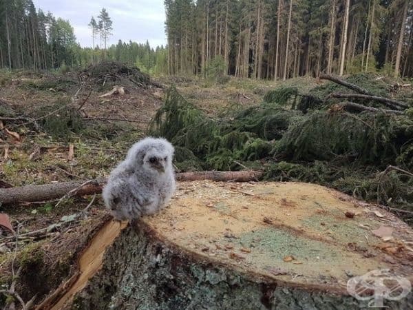 От дома му няма и помен.