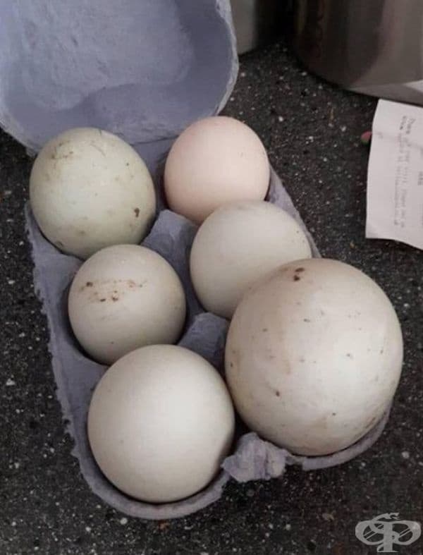 Особено голямо кокоше яйце.