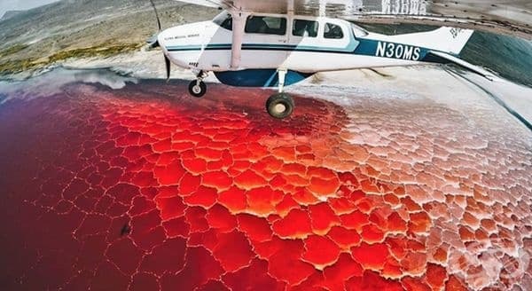 Езерото "Натрон" е покрито с кора от сол. Цветът се дължи на микроорганизмите, които живеят там.