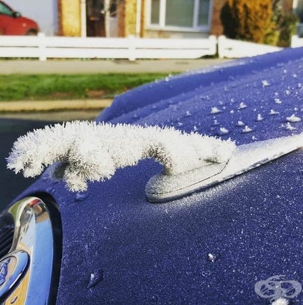 Рядка снимка на снежен ягуар.